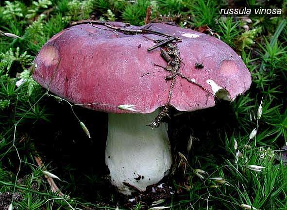 russula vinosa0 russula vinosa0