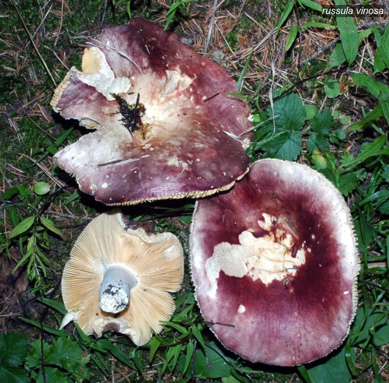 russula vinosa2 russula vinosa2