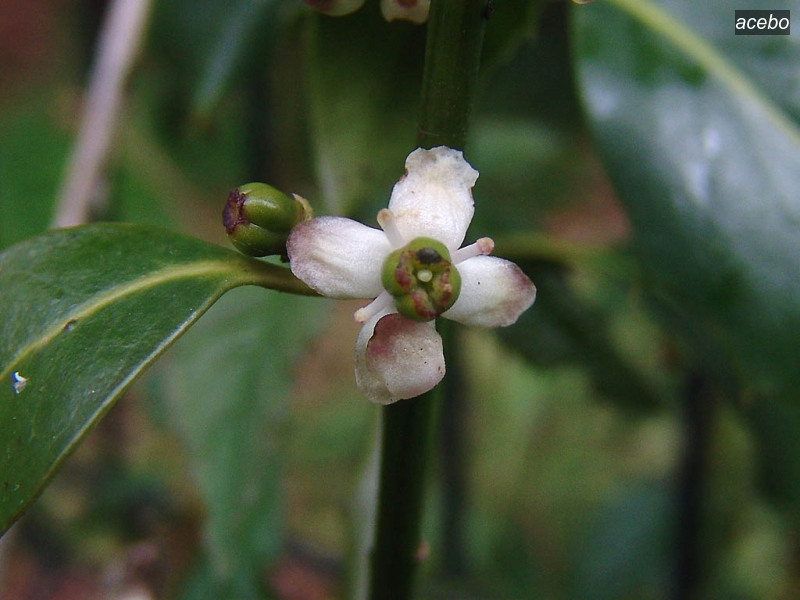 acebo ilex aquifolium hulst 01798 acebo ilex aquifolium hulst 01798