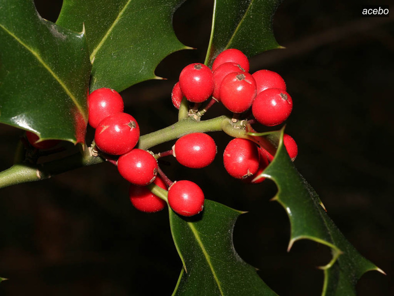acebo ilex aquifolium hulst 0209 acebo ilex aquifolium hulst 0209