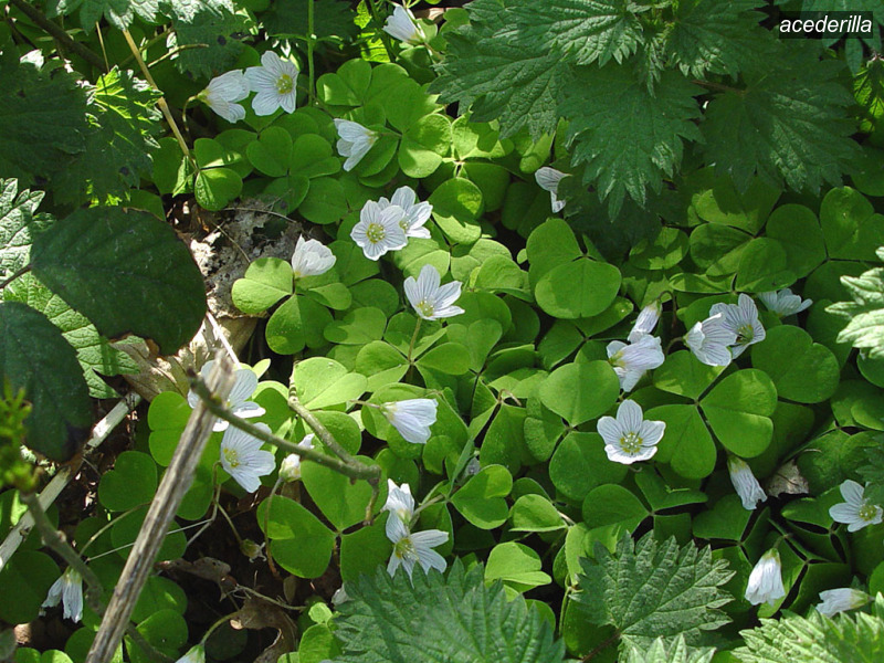 acederilla oxalis acetosella witte klaverzuring01 acederilla oxalis acetosella witte klaverzuring01
