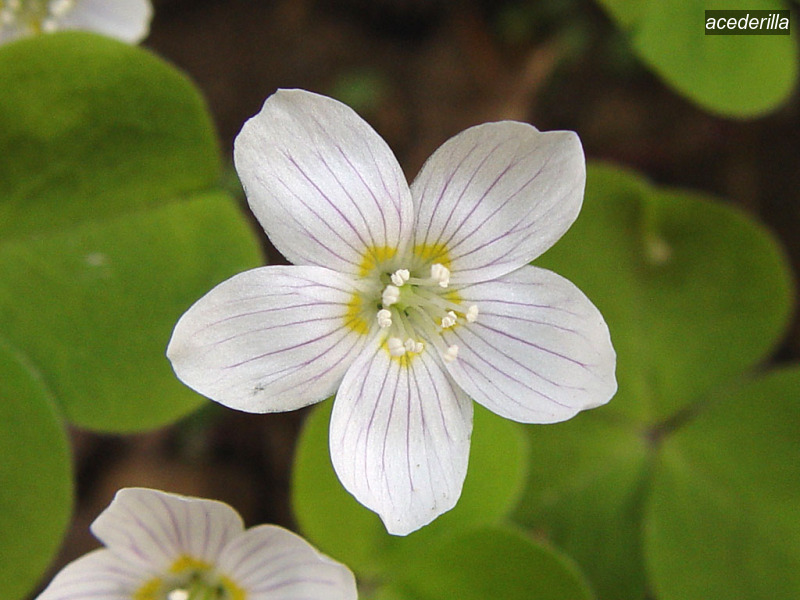 acederilla oxalis acetosella witte klaverzuring03 acederilla oxalis acetosella witte klaverzuring03