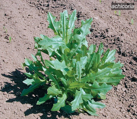 achicoria1 achicoria1