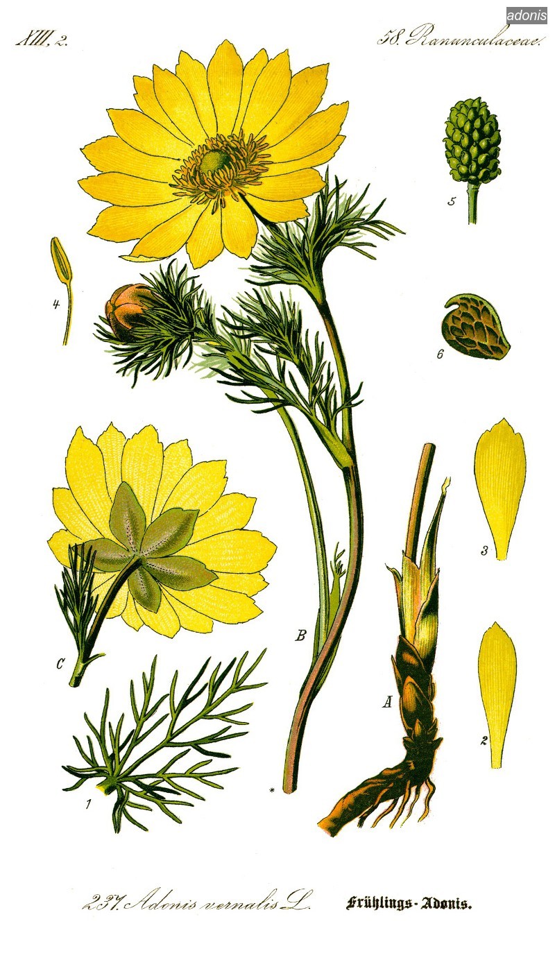 adonis2 adonis2