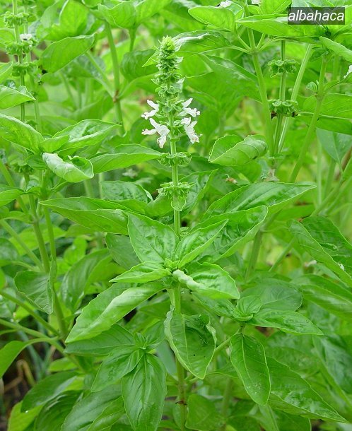 albahaca1 albahaca1