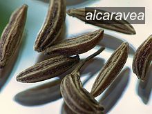 alcaravea3 alcaravea3