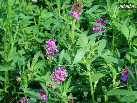 alfalfa1 alfalfa1