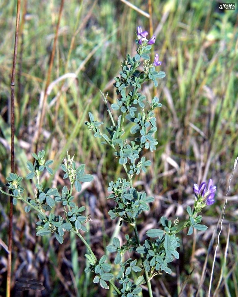 alfalfa9 alfalfa9