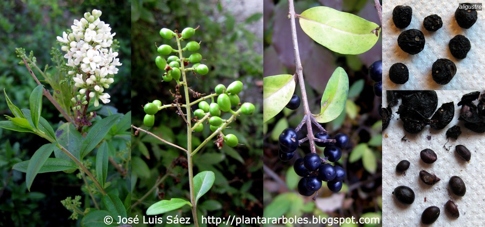 Aligustre Alhena Ligustrum vulgare Aligustre Alhena Ligustrum vulgare