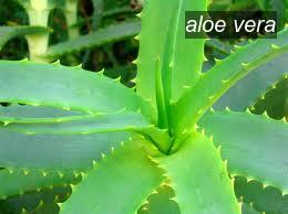 aloe vera0 aloe vera0