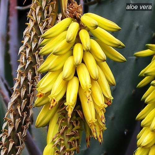 aloe vera3 aloe vera3