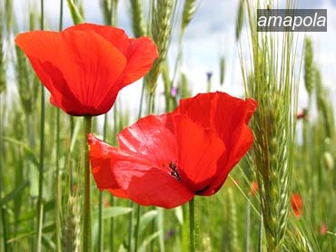 amapola0 amapola0