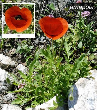 amapola2 amapola2