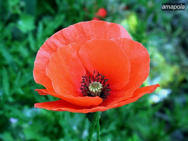 amapola3 amapola3