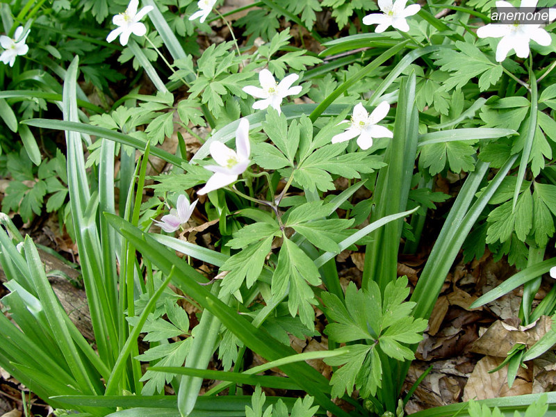 anemone5 anemone5