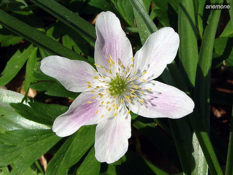 anemone6 anemone6