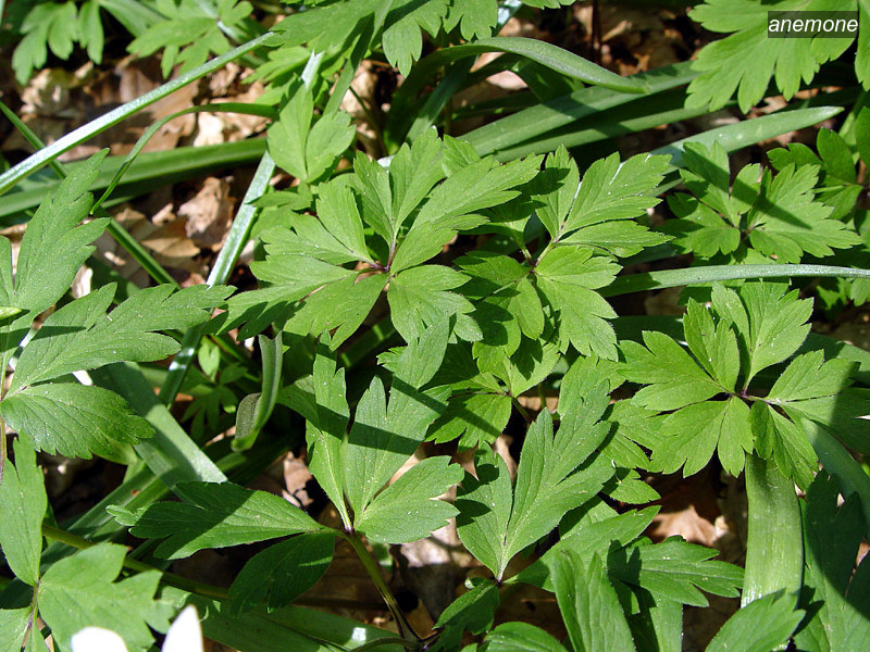 anemone7 anemone7