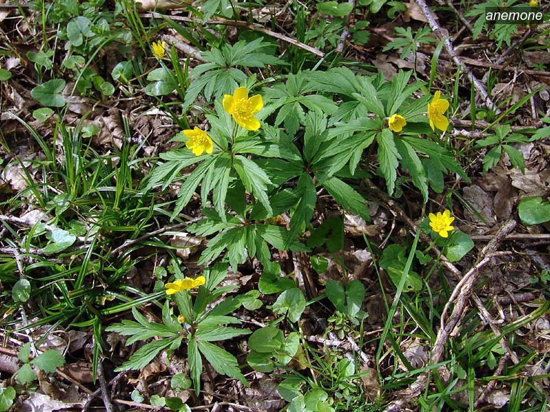 anemone ranunculoides01 anemone ranunculoides01
