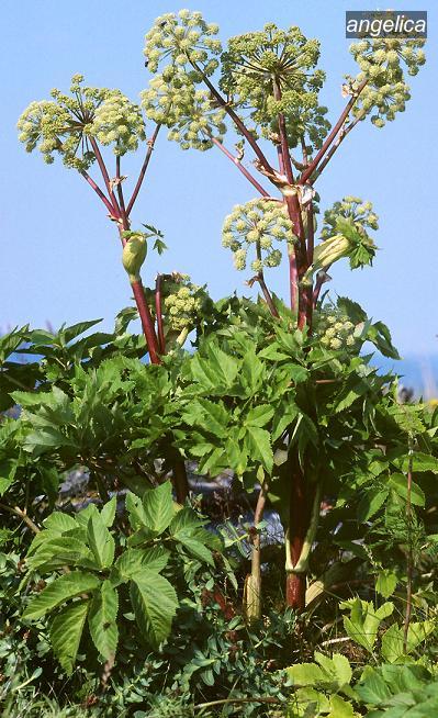 angelica9 angelica9