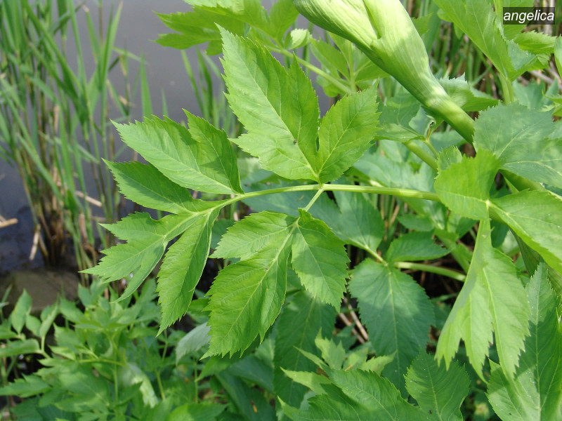 angelica angelica archangelica 07480 angelica angelica archangelica 07480