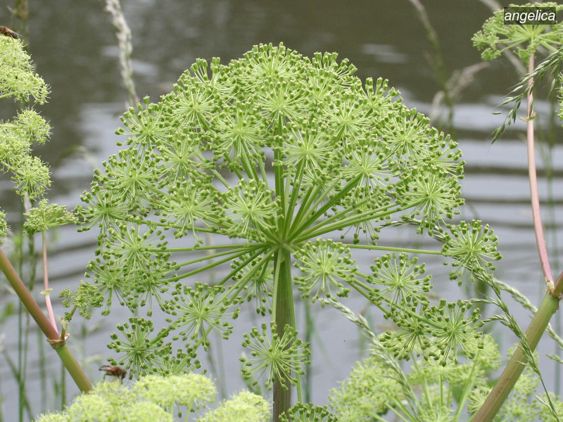angelica angelica archangelica 7019 angelica angelica archangelica 7019