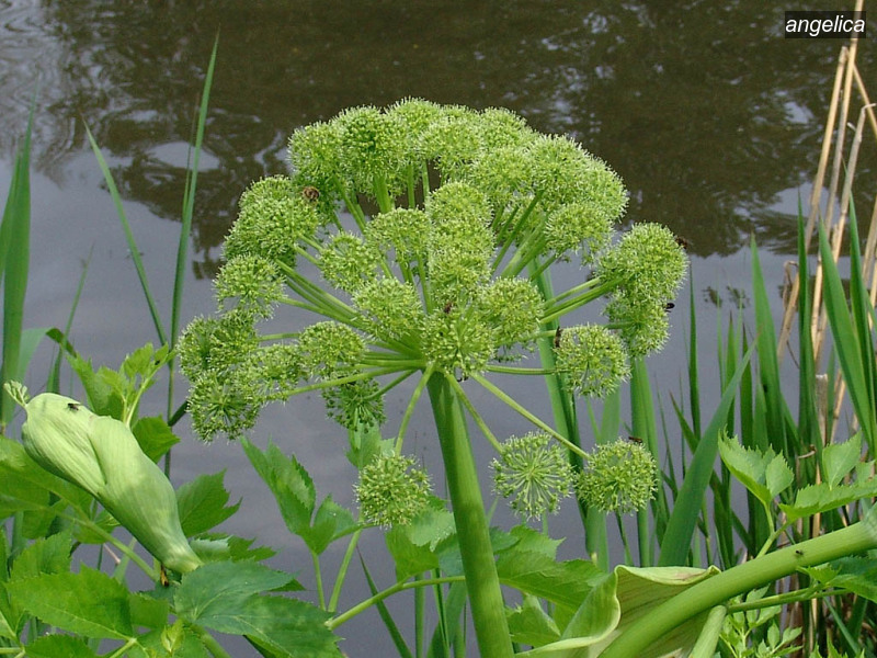 angelica angelica archangelica grote engelwortel 07478 angelica angelica archangelica grote engelwortel 07478