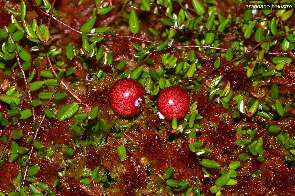arandano palustre0 arandano palustre0