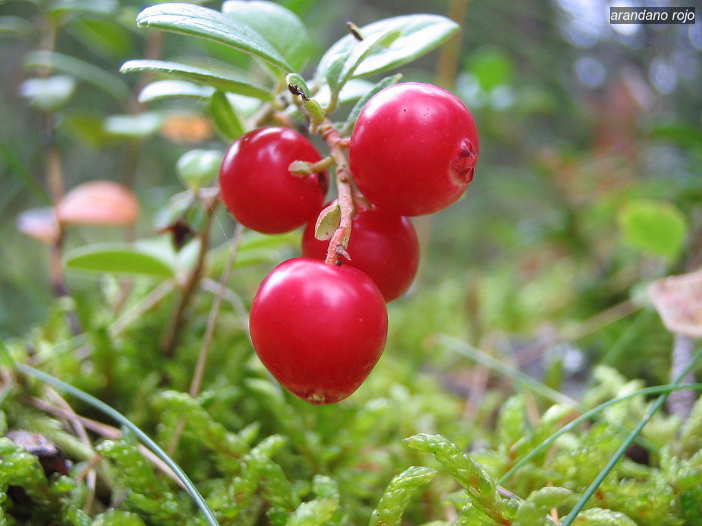 arandano rojo1 arandano rojo1