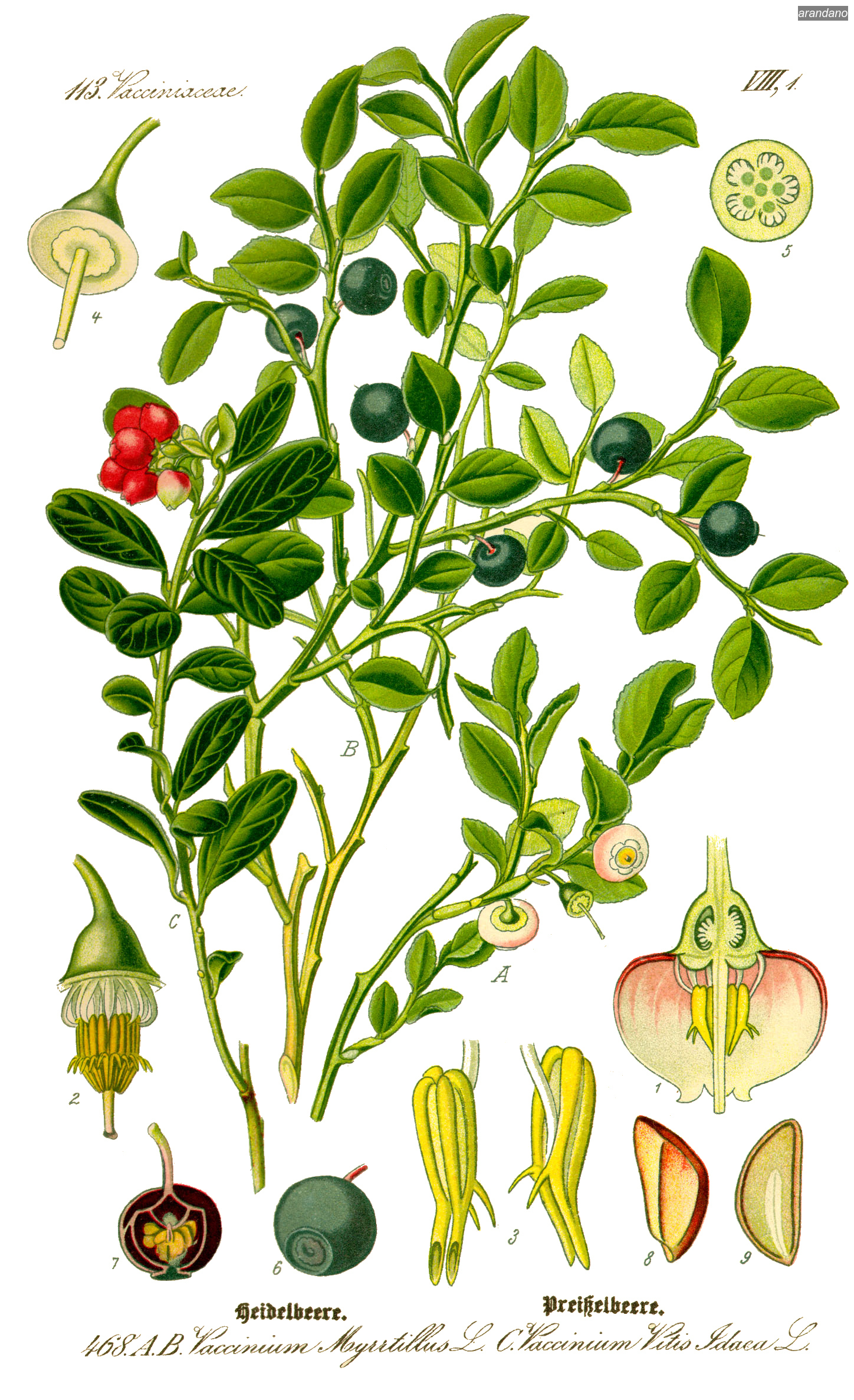 arandano vaccinium myrrtillus0 arandano vaccinium myrrtillus0