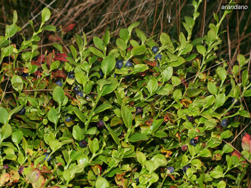arandano vaccinium myrtillus 02 5752 arandano vaccinium myrtillus 02 5752
