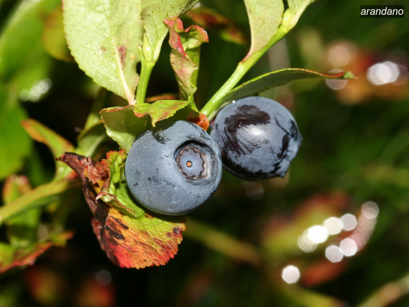 arandano vaccinium myrtillus 03 5750 arandano vaccinium myrtillus 03 5750