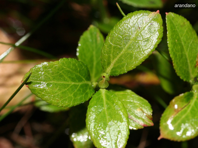arandano vaccinium myrtillus 04 5751 arandano vaccinium myrtillus 04 5751
