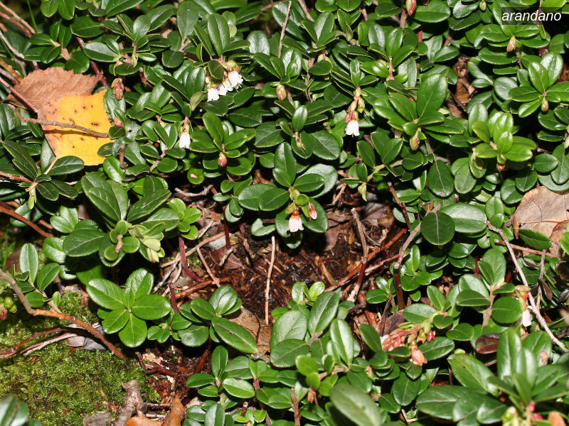 arandano vaccinium vitis idaea 01 5737 arandano vaccinium vitis idaea 01 5737