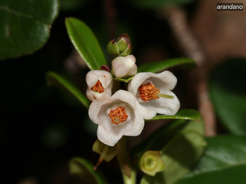 arandano vaccinium vitis idaea 02 5739 arandano vaccinium vitis idaea 02 5739