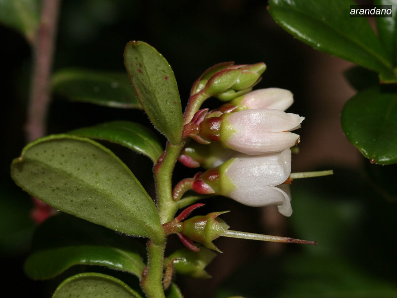 arandano vaccinium vitis idaea 05 5740 arandano vaccinium vitis idaea 05 5740