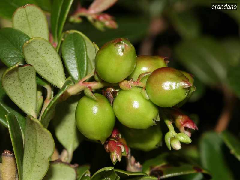 arandano vaccinium vitis idaea 06 5745 arandano vaccinium vitis idaea 06 5745