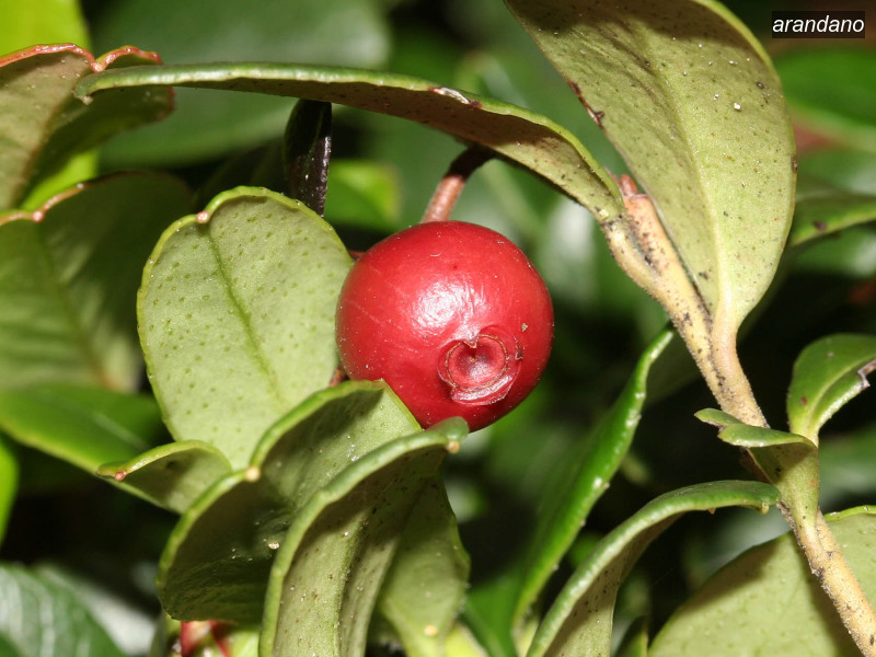 arandano vaccinium vitis idaea 07 5744 arandano vaccinium vitis idaea 07 5744