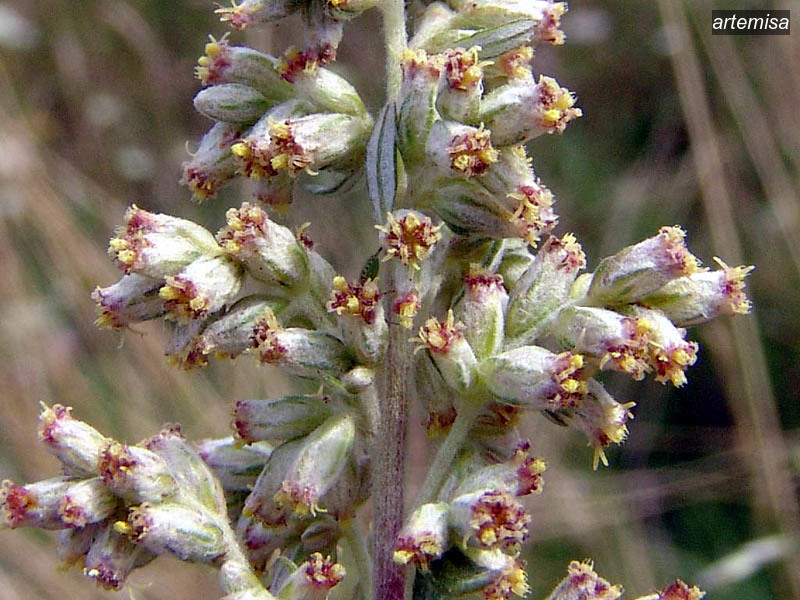 artemisa1 artemisa1