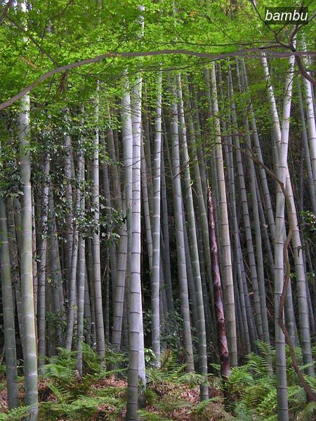 bambu1 bambu1