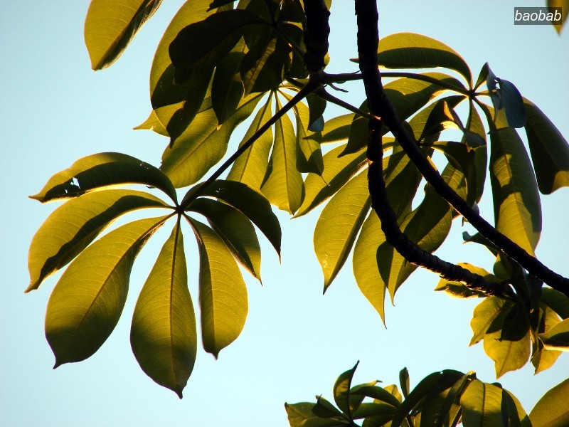 baobab1 baobab1