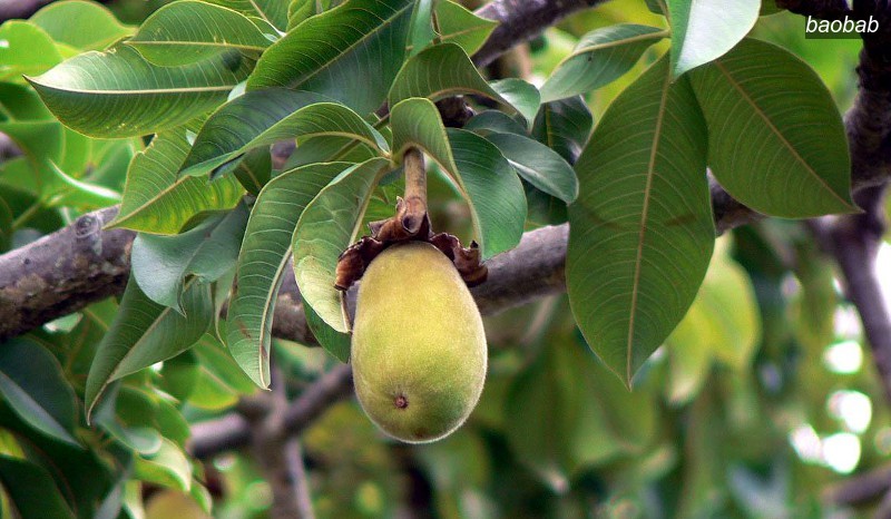 baobab2 baobab2