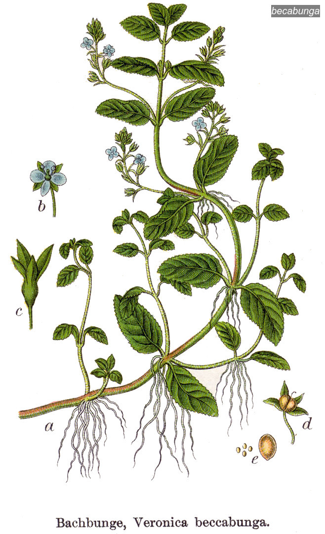 becabunga0 becabunga0