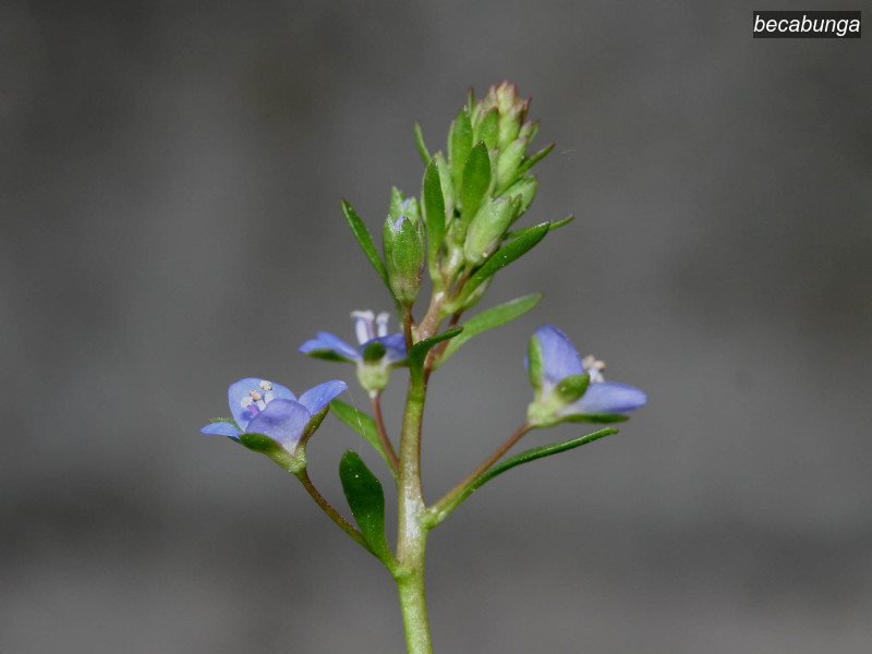 becabunga veronica beccabunga 2201 becabunga veronica beccabunga 2201