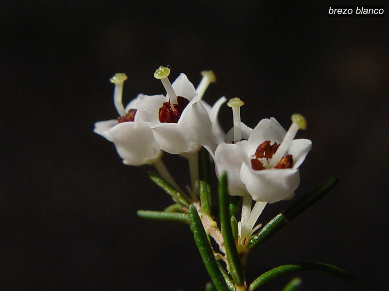 brezo blanco erica arborea boomhei 03348 brezo blanco erica arborea boomhei 03348