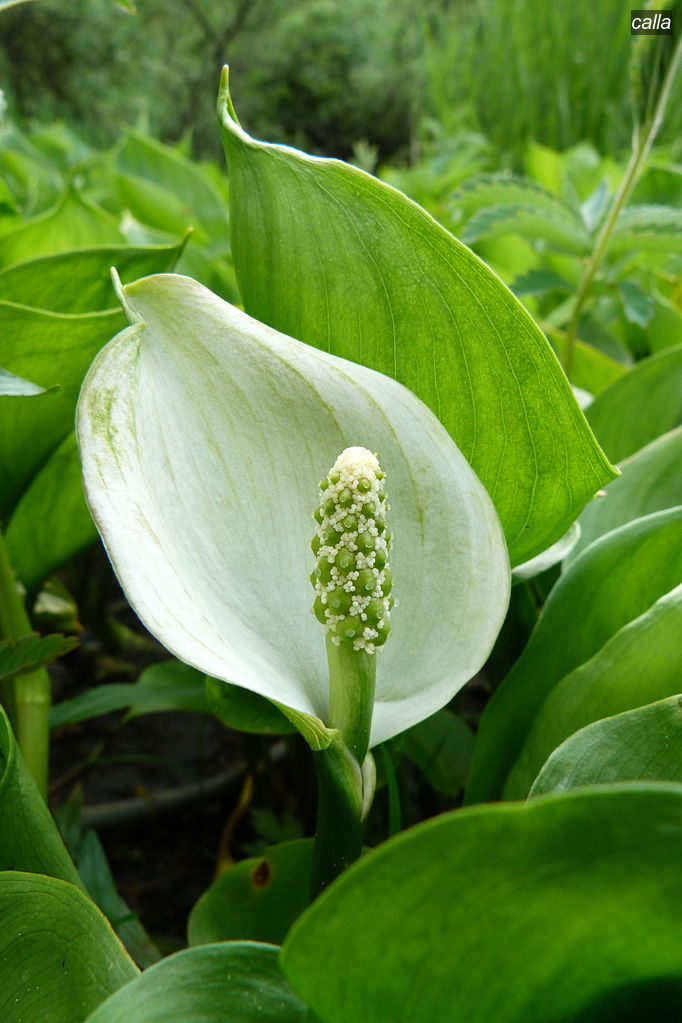 calla1 calla1
