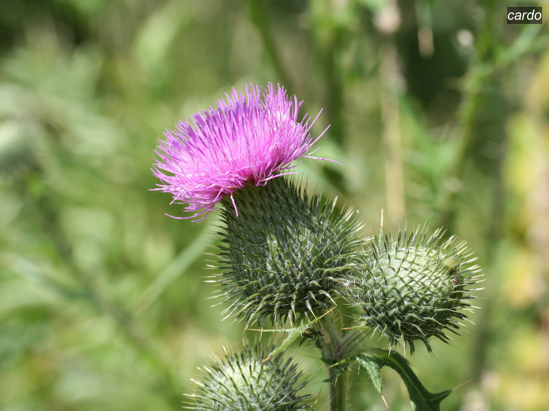 cardo cirsium vulgare 7141 cardo cirsium vulgare 7141
