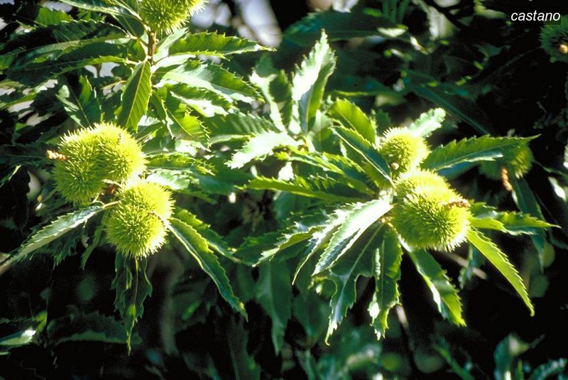 castano9 castano9