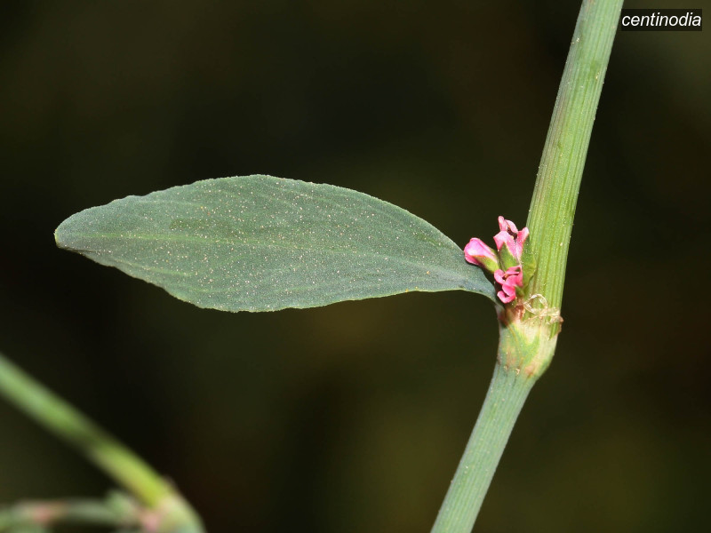 centinodia polygonum aviculare 4105 centinodia polygonum aviculare 4105
