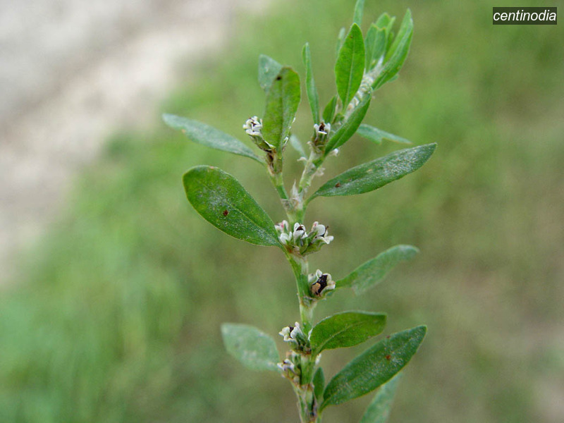 centinodia polygonum aviculare varkensgras06 centinodia polygonum aviculare varkensgras06