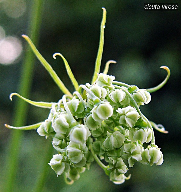 cicuta virosa1 cicuta virosa1
